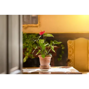 Red Anthurium 